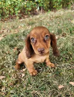 Eli , a male Miniature Dachshund for sale in Hartville, MO – 1 of 9