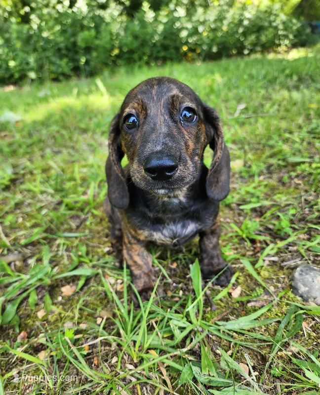 Zippo – Miniature Dachshund puppy for sale in Hartville, MO