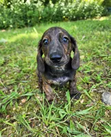 Zippo, a male Miniature Dachshund for sale in Hartville, MO – 1 of 10