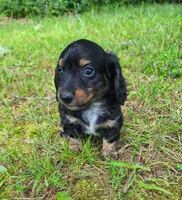Alice , a female Miniature Dachshund for sale in Hartville, MO – 2 of 10