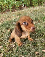 Eli , a male Miniature Dachshund for sale in Hartville, MO – 9 of 9
