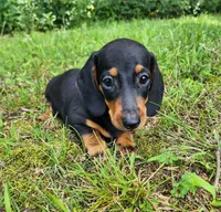 Winston , a male Miniature Dachshund for sale in Hartville, MO – 1 of 10