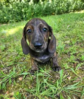 Zippo, a male Miniature Dachshund for sale in Hartville, MO – 7 of 10