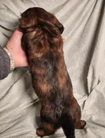 processed/7eb58085-b03d-41e5-a772-d14aa24b9163/listing/51d4c7d3-5f53-42ed-a8e0-e4e5cc2f2631/7f01191e-b0c9-4bdf-87c2-9ce22d7eb9de