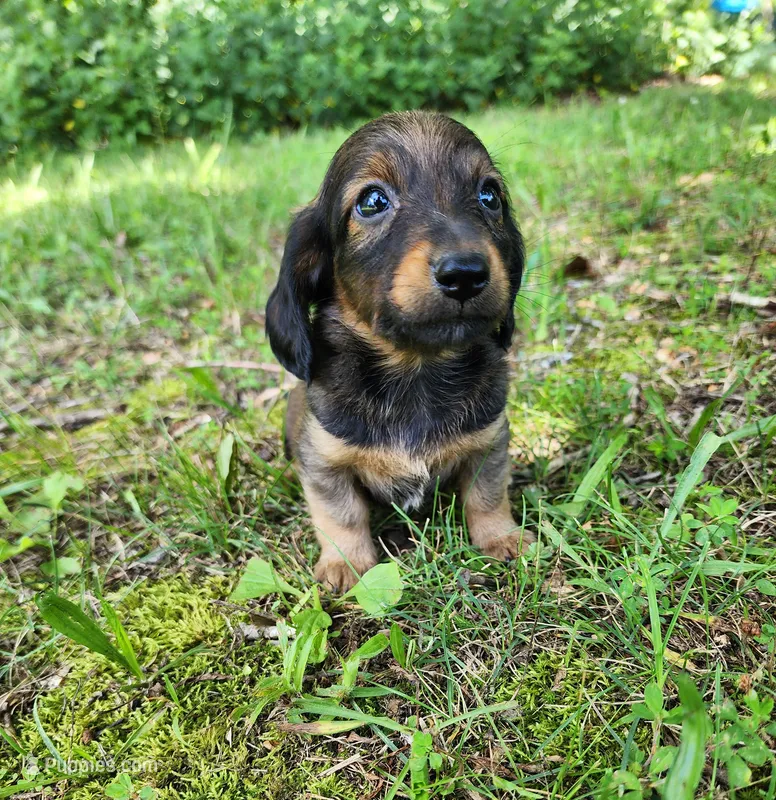Bear – Miniature Dachshund puppy for sale in Hartville, MO