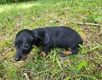 Boomer , a male Miniature Dachshund for sale in Hartville, MO – 10 of 10