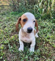 Ike, a male Miniature Dachshund for sale in Hartville, MO – 2 of 10