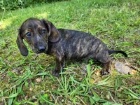 Zippo, a male Miniature Dachshund for sale in Hartville, MO – 5 of 10