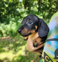Boomer , a male Miniature Dachshund for sale in Hartville, MO – 4 of 10