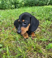 Winston , a male Miniature Dachshund for sale in Hartville, MO – 10 of 10