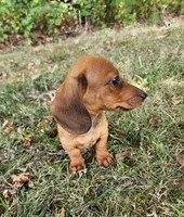 Charlie, a male Miniature Dachshund for sale in Hartville, MO – 8 of 10