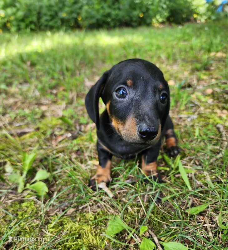 Boomer  – Miniature Dachshund puppy for sale in Hartville, MO