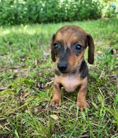 Bindi, a female Miniature Dachshund for sale in Hartville, MO – 9 of 10