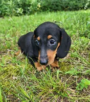 Winston , a male Miniature Dachshund for sale in Hartville, MO – 6 of 10