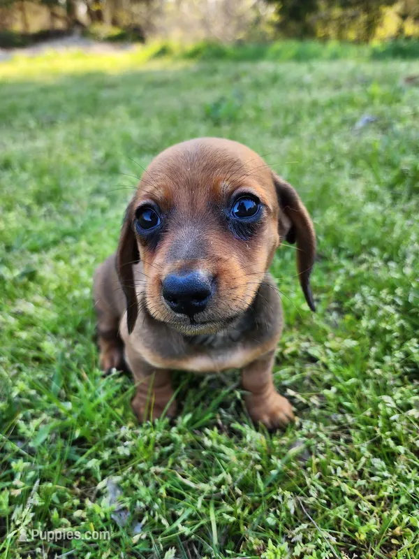 Sawyer  – Miniature Dachshund puppy for sale in Hartville, MO