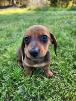 Sawyer , a male Miniature Dachshund for sale in Hartville, MO – Photo 1 of 10
