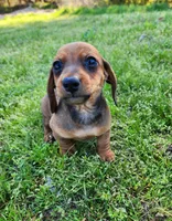 Sawyer , a male Miniature Dachshund for sale in Hartville, MO – Photo 4 of 10