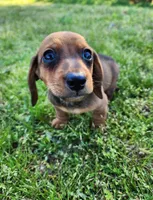 Sawyer , a male Miniature Dachshund for sale in Hartville, MO – Photo 5 of 10