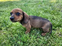 Sawyer , a male Miniature Dachshund for sale in Hartville, MO – Photo 8 of 10