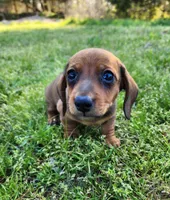 Sawyer , a male Miniature Dachshund for sale in Hartville, MO – Photo 2 of 10