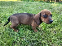 Sawyer , a male Miniature Dachshund for sale in Hartville, MO – Photo 9 of 10