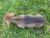 Sawyer , a male Miniature Dachshund for sale in Hartville, MO – Photo 7 of 10