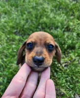 Sawyer , a male Miniature Dachshund for sale in Hartville, MO – Photo 6 of 10