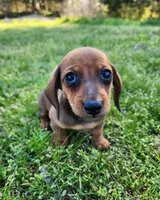 Sawyer , a male Miniature Dachshund for sale in Hartville, MO – Photo 3 of 10