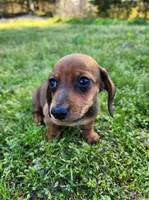 Sawyer , a male Miniature Dachshund for sale in Hartville, MO – Photo 10 of 10