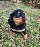 Nala, a female Miniature Dachshund for sale in Hartville, MO – Photo 8 of 10