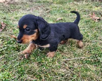 Nala, a female Miniature Dachshund for sale in Hartville, MO – Photo 5 of 10