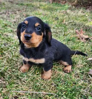 Nala, a female Miniature Dachshund for sale in Hartville, MO – Photo 2 of 10