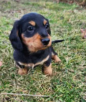 Nala, a female Miniature Dachshund for sale in Hartville, MO – Photo 1 of 10