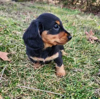 Nala, a female Miniature Dachshund for sale in Hartville, MO – Photo 9 of 10