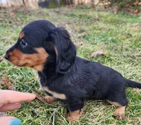 Nala, a female Miniature Dachshund for sale in Hartville, MO – Photo 6 of 10