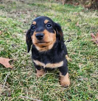 Nala, a female Miniature Dachshund for sale in Hartville, MO – Photo 10 of 10