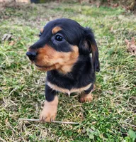 Nala, a female Miniature Dachshund for sale in Hartville, MO – Photo 7 of 10