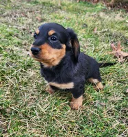 Nala, a female Miniature Dachshund for sale in Hartville, MO – Photo 3 of 10