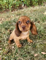 Eli , a male Miniature Dachshund for sale in Hartville, MO – 3 of 9