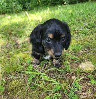 Alice , a female Miniature Dachshund for sale in Hartville, MO – 9 of 10