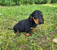 Walker, a male Miniature Dachshund for sale in Hartville, MO – 5 of 10