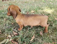 Charlie, a male Miniature Dachshund for sale in Hartville, MO – 10 of 10