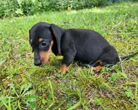 Winston , a male Miniature Dachshund for sale in Hartville, MO – 7 of 10