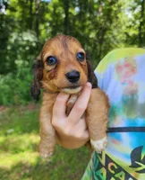 Annie , a female Miniature Dachshund for sale in Hartville, MO – 10 of 10