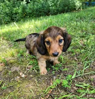 Athena , a female Miniature Dachshund for sale in Hartville, MO – 4 of 10