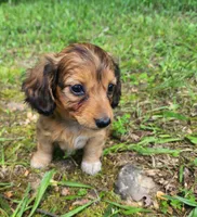 Annie , a female Miniature Dachshund for sale in Hartville, MO – 6 of 10