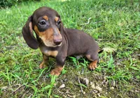 Whiskey , a male Miniature Dachshund for sale in Hartville, MO – 6 of 10
