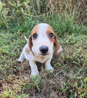 Indy, a male Miniature Dachshund for sale in Hartville, MO – 9 of 10