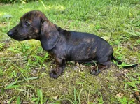 Zendaya, a female Miniature Dachshund for sale in Hartville, MO – 6 of 10