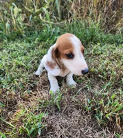 Indy, a male Miniature Dachshund for sale in Hartville, MO – 10 of 10